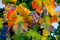 Vineyard Details