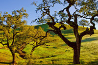 Sonoma Landscapes