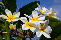 Tropical Flowers (New)