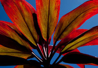 Tropical Forests (New)