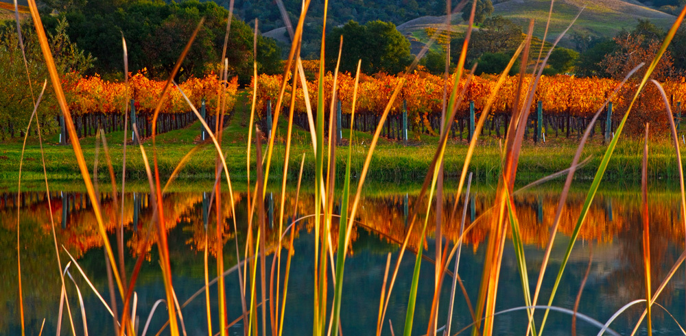 IN THE WEEDS
         -- © Copyright 2024 Jaz Fabry Fine Art --