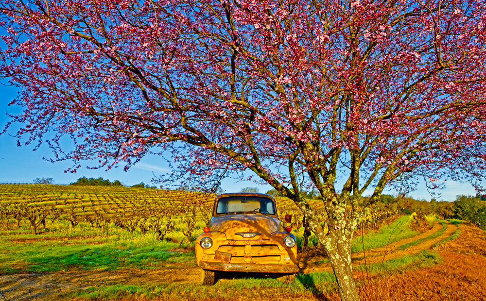 OLD YELLER
-- © Copyright 2022 Jaz Fabry Fine Art --