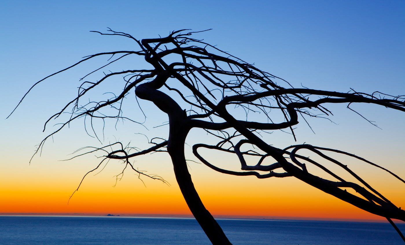 WIND BLOWN
-- © Copyright 2021 Jaz Fabry Fine Art --