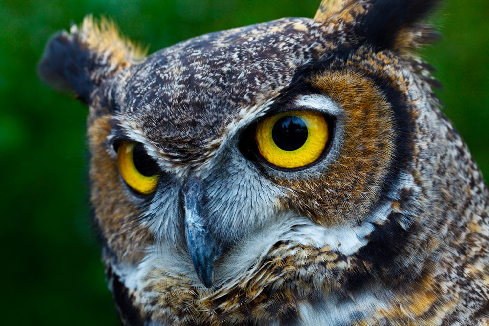HOOT
-- © Copyright 2021 Jaz Fabry Fine Art --