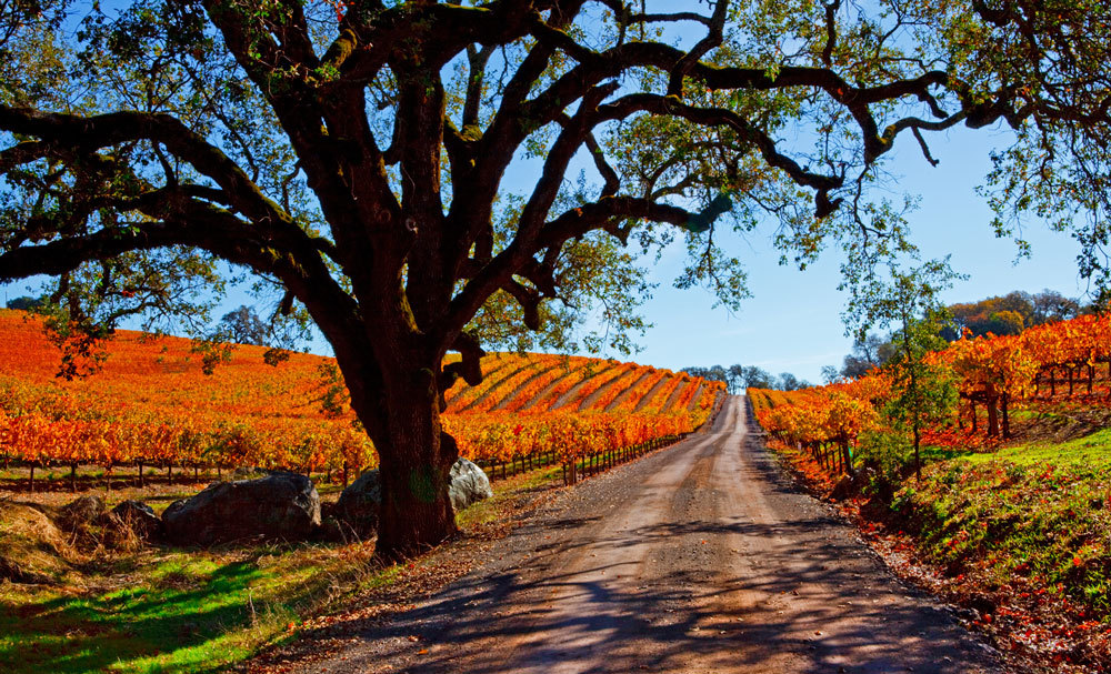 LONE OAK PASS
          -- © Copyright 2024 Jaz Fabry Fine Art --