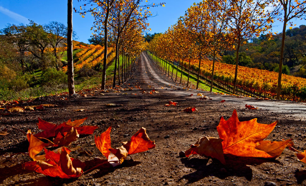 FALL LEAVING
-- © Copyright 2022 Jaz Fabry Fine Art --