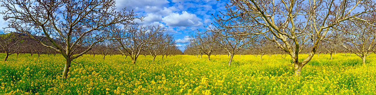 APPLE MUSTARD