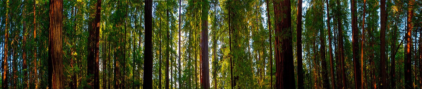 REDWOOD CALM
-- © Copyright 2021 Jaz Fabry Fine Art --