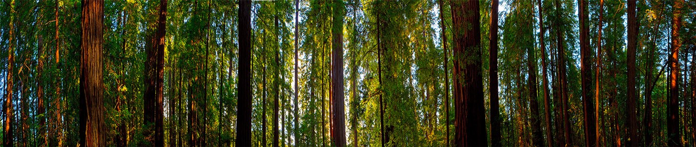 REDWOOD CALM
         -- © Copyright 2021 Jaz Fabry Fine Art --