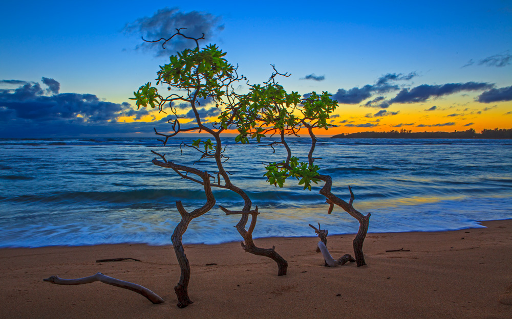 DANCING TREES
-- © Copyright 2022 Jaz Fabry Fine Art --