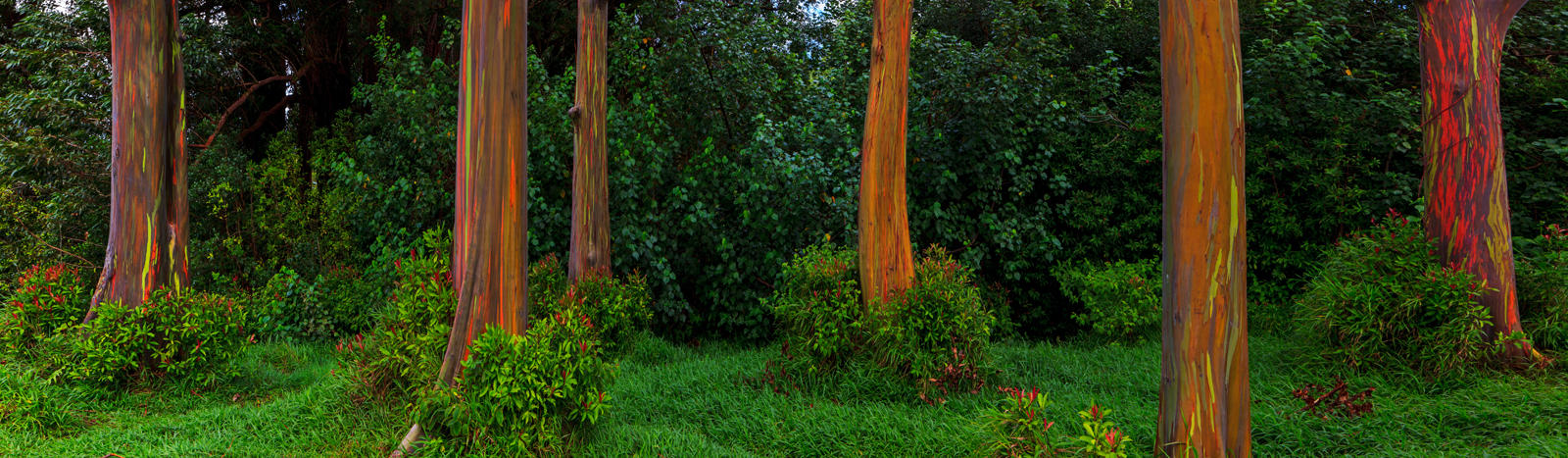 HIDDEN FOREST
         -- © Copyright 2022 Jaz Fabry Fine Art --