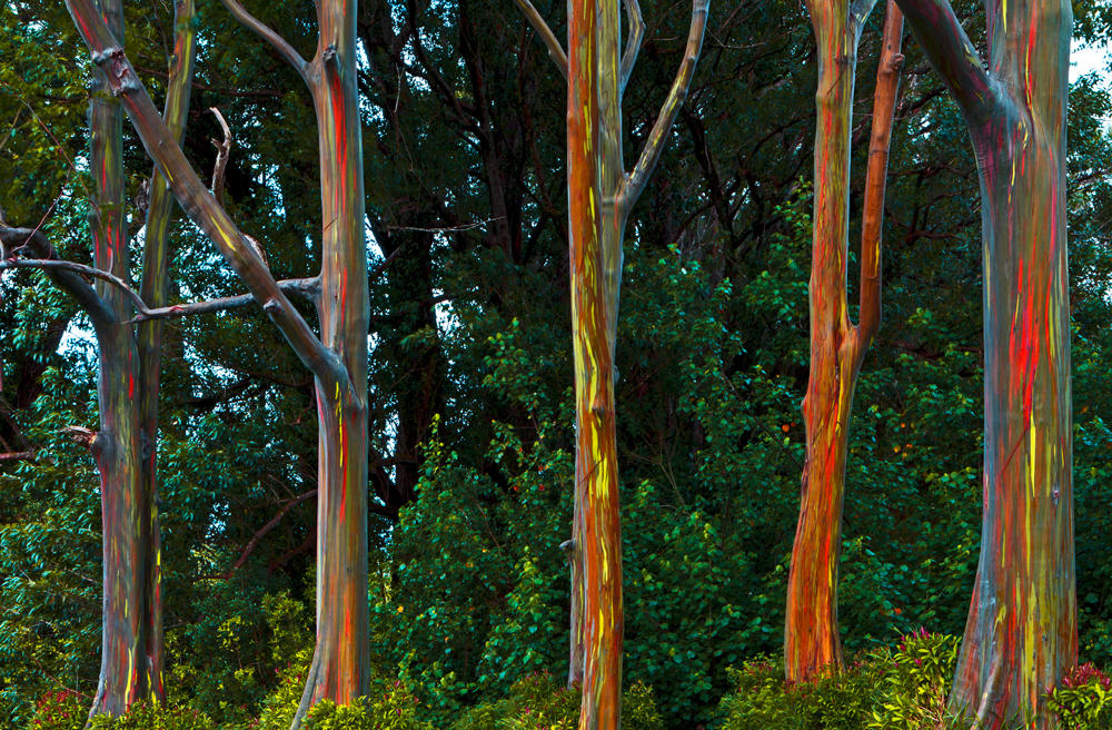 RAINBOW TREES
-- © Copyright 2022 Jaz Fabry Fine Art --