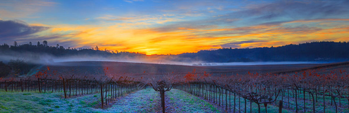 FIRST FROST
-- © Copyright 2022 Jaz Fabry Fine Art --