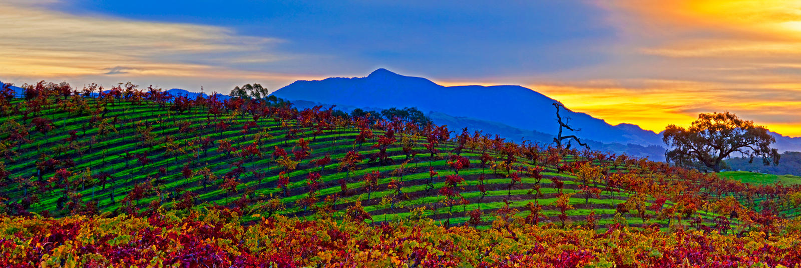 CHIQUITA SUNRISE
-- © Copyright 2022 Jaz Fabry Fine Art --