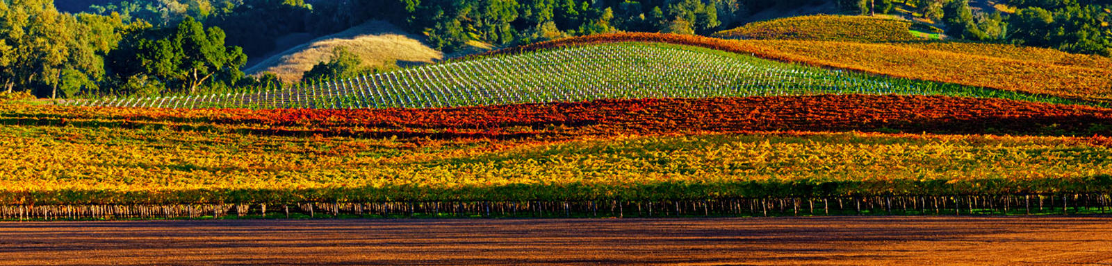 VIN DE TERRE
-- © Copyright 2022 Jaz Fabry Fine Art --