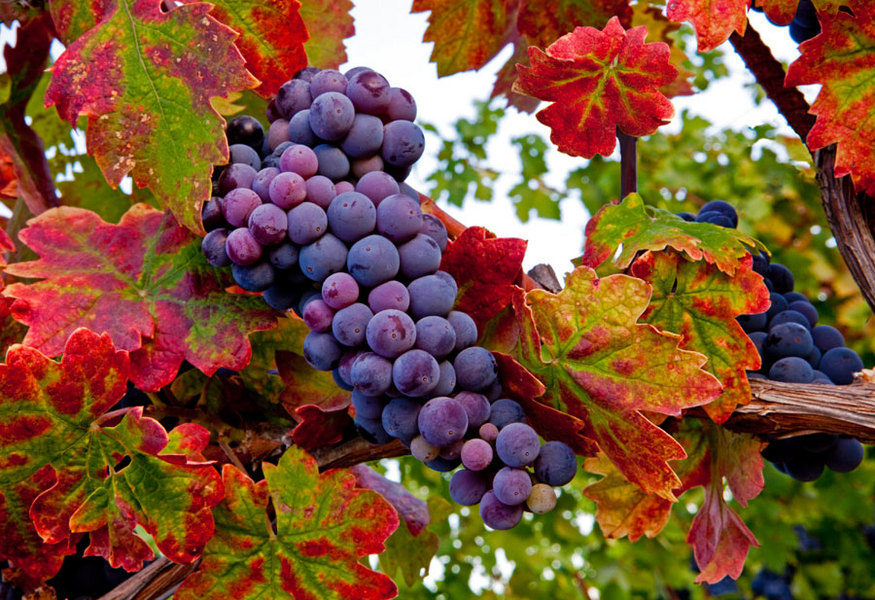 SONOMA HARVEST